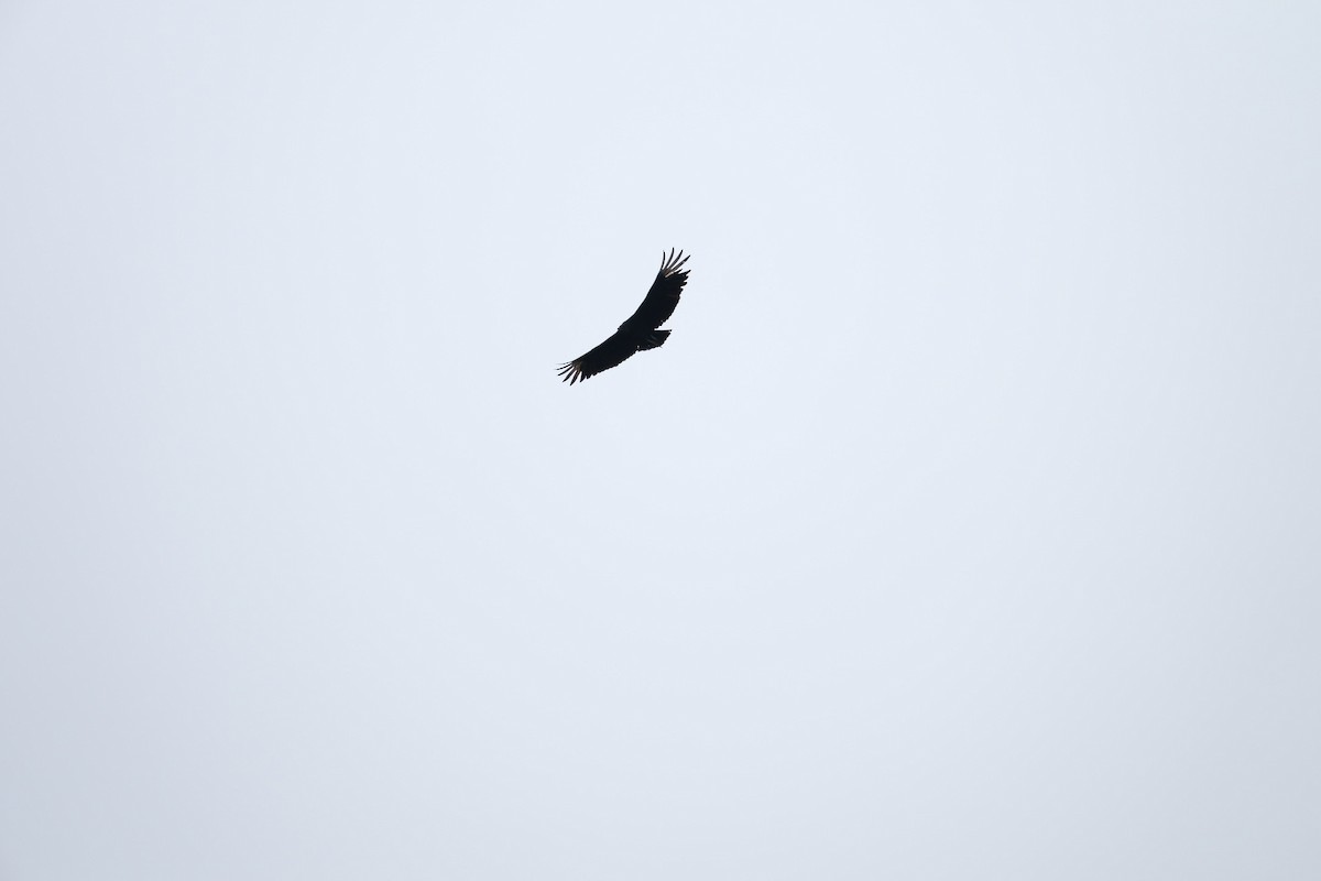 Black Vulture - Todd DeVore