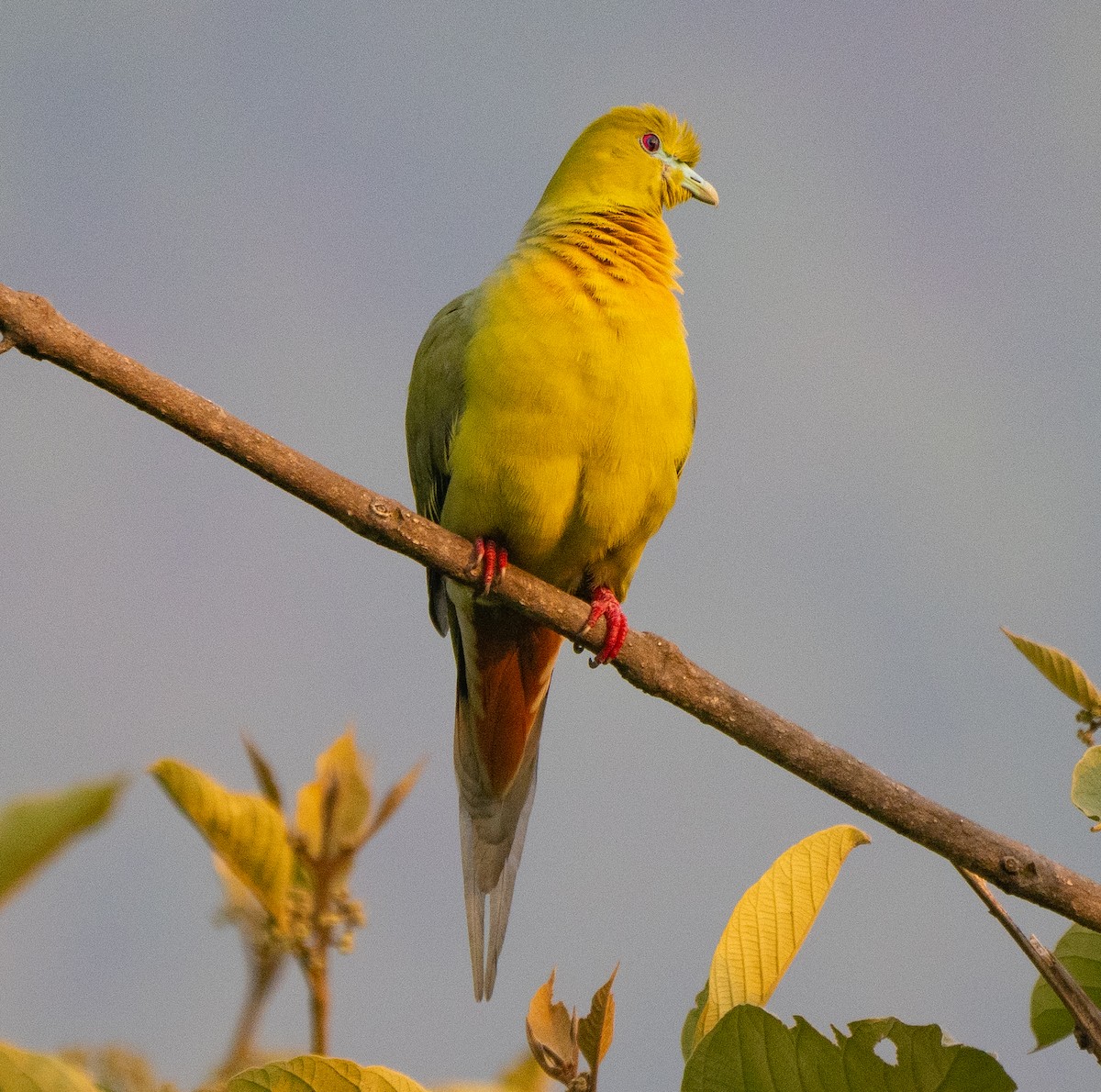 Pin-tailed Green-Pigeon - ML619536329