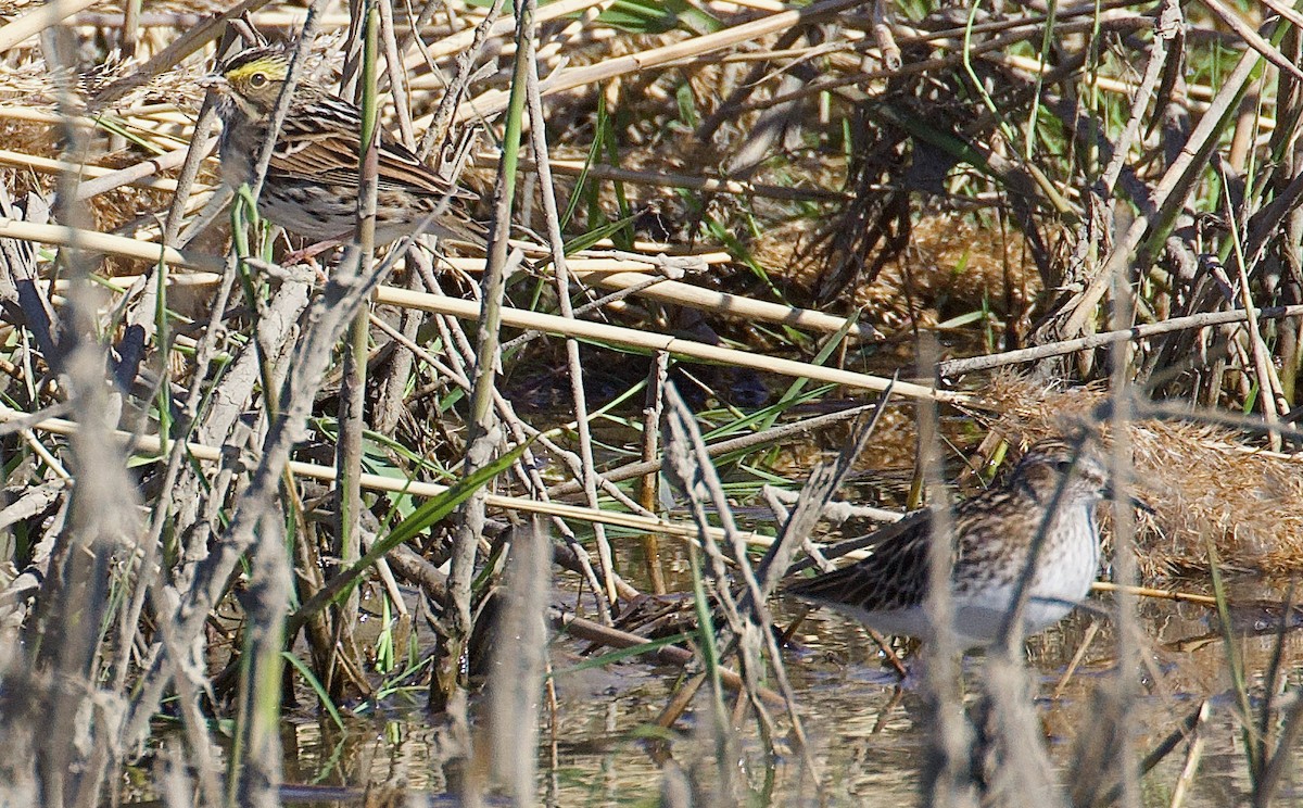 Least Sandpiper - ML619536334