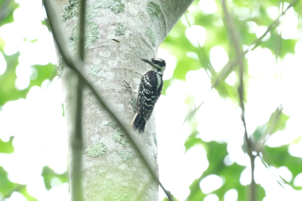 Hairy Woodpecker - Todd DeVore