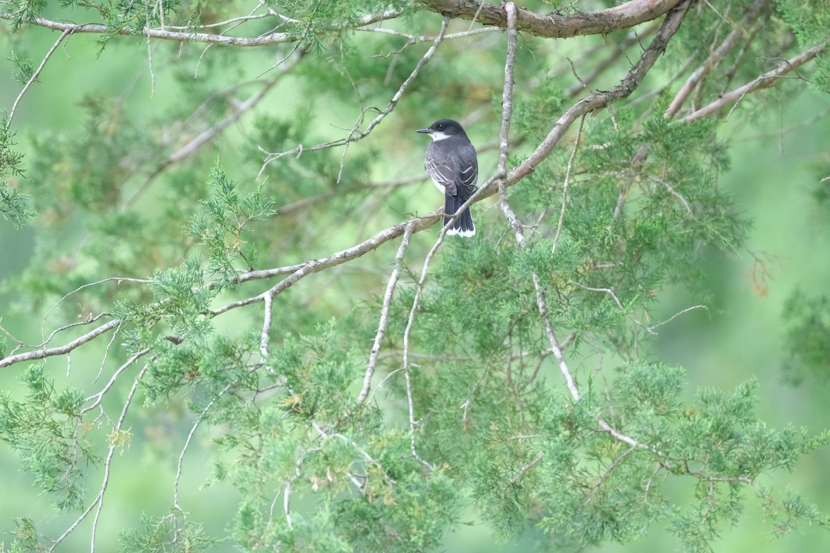 Eastern Kingbird - Todd DeVore