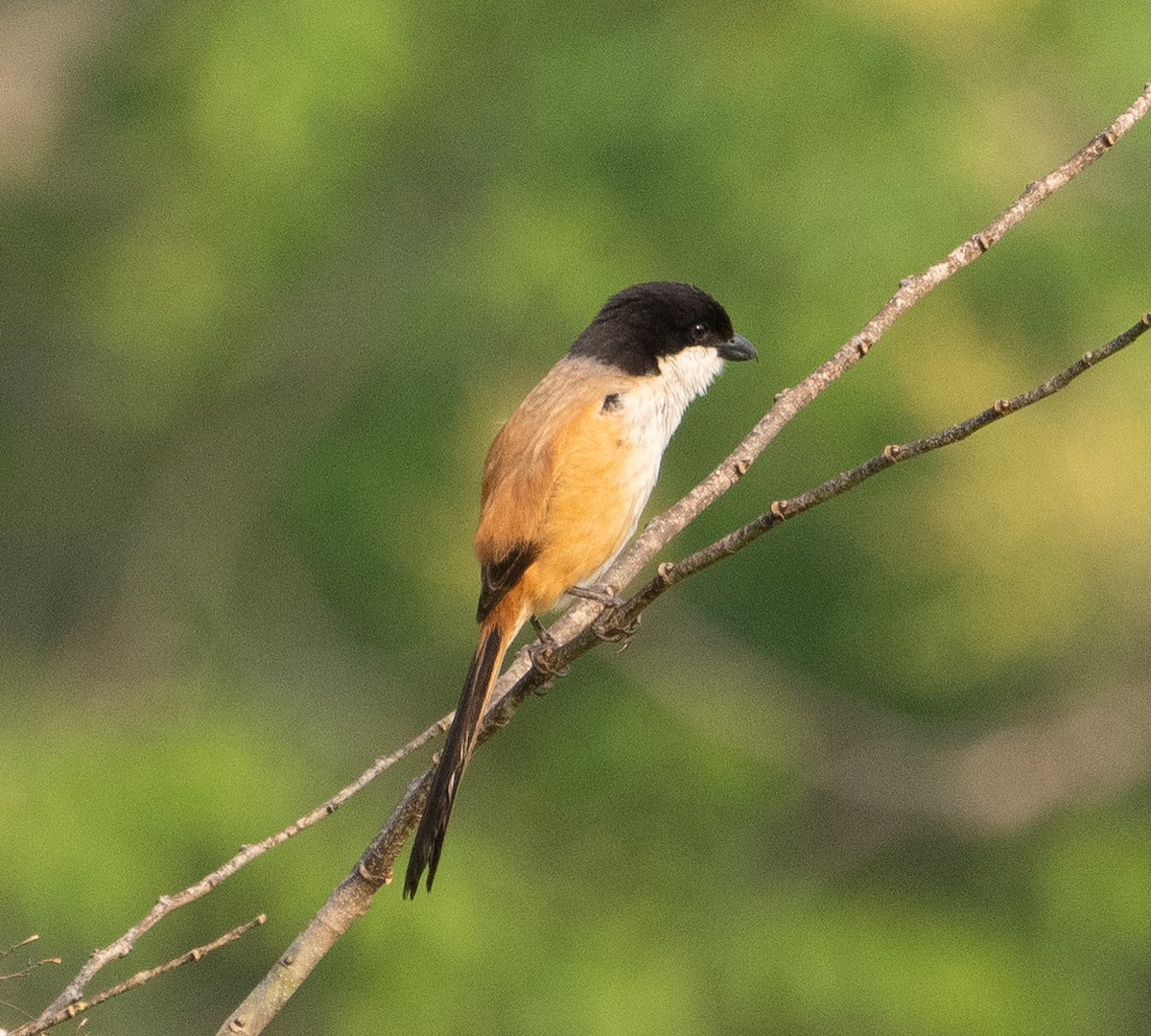 Long-tailed Shrike (tricolor/longicaudatus) - James Moore (Maryland)