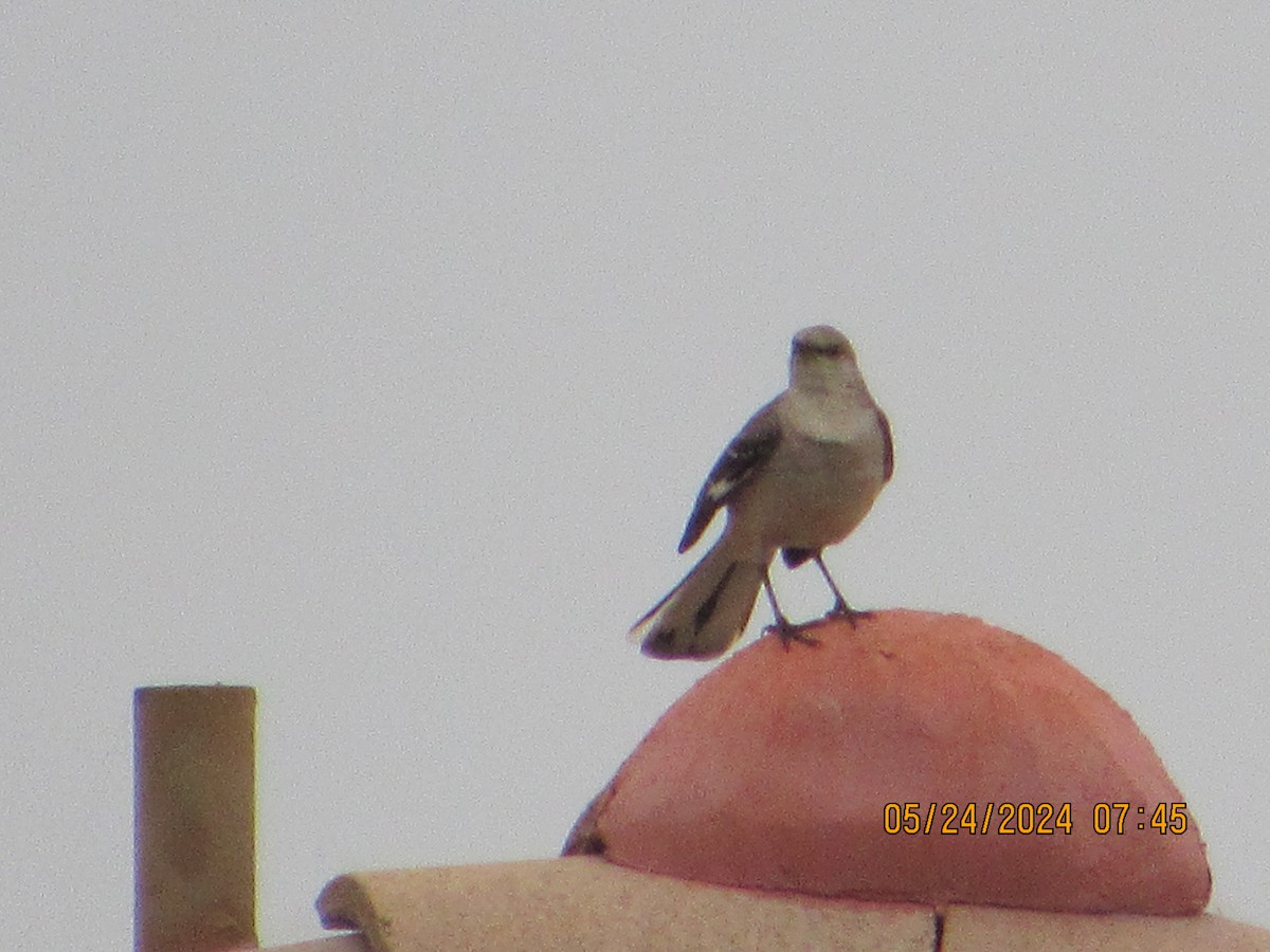 Northern Mockingbird - crdf bird