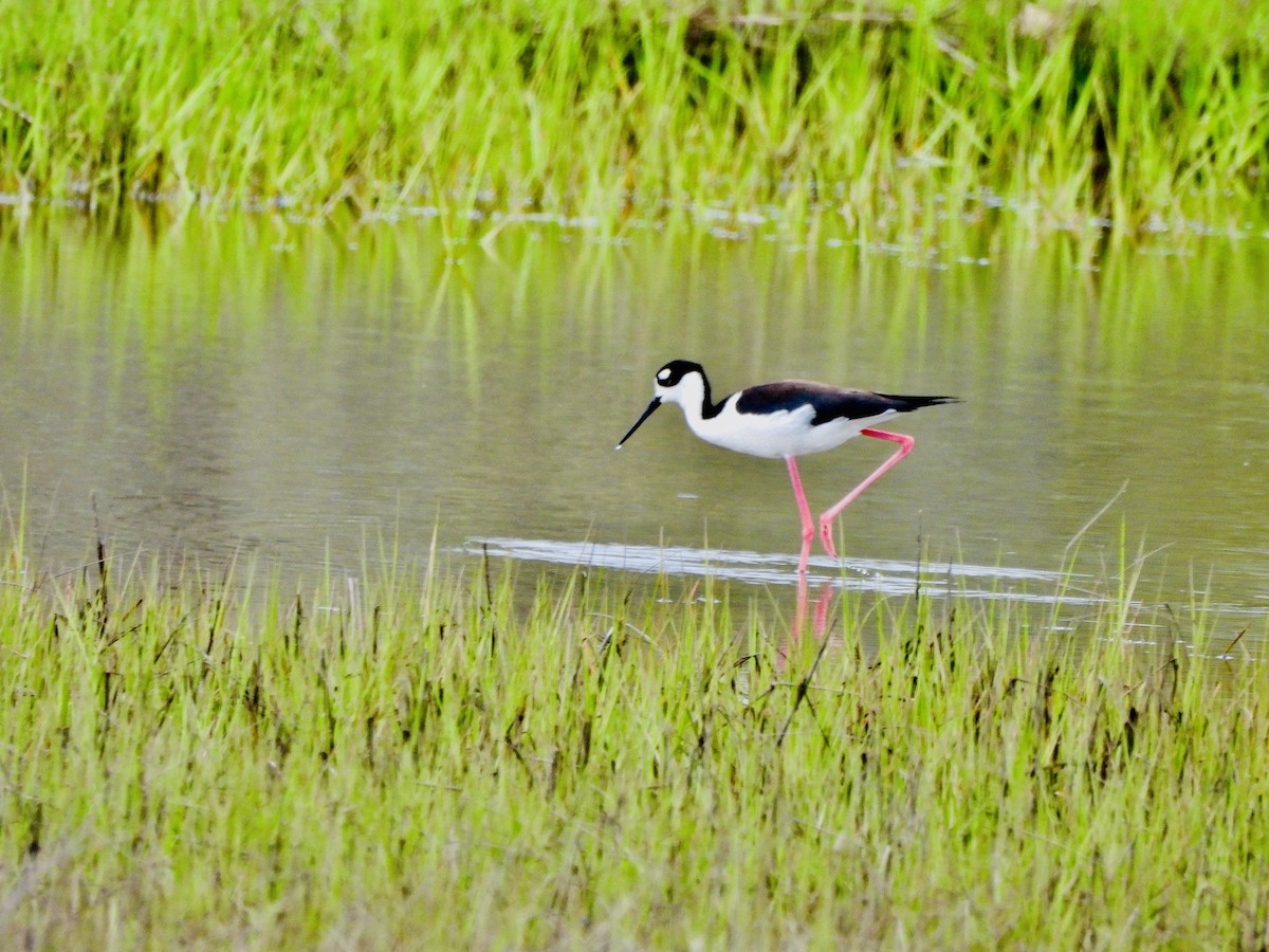 Black-necked Stilt - ML619536347