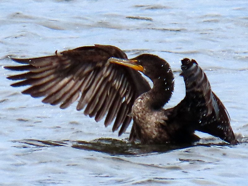 Double-crested Cormorant - Karen Lebing