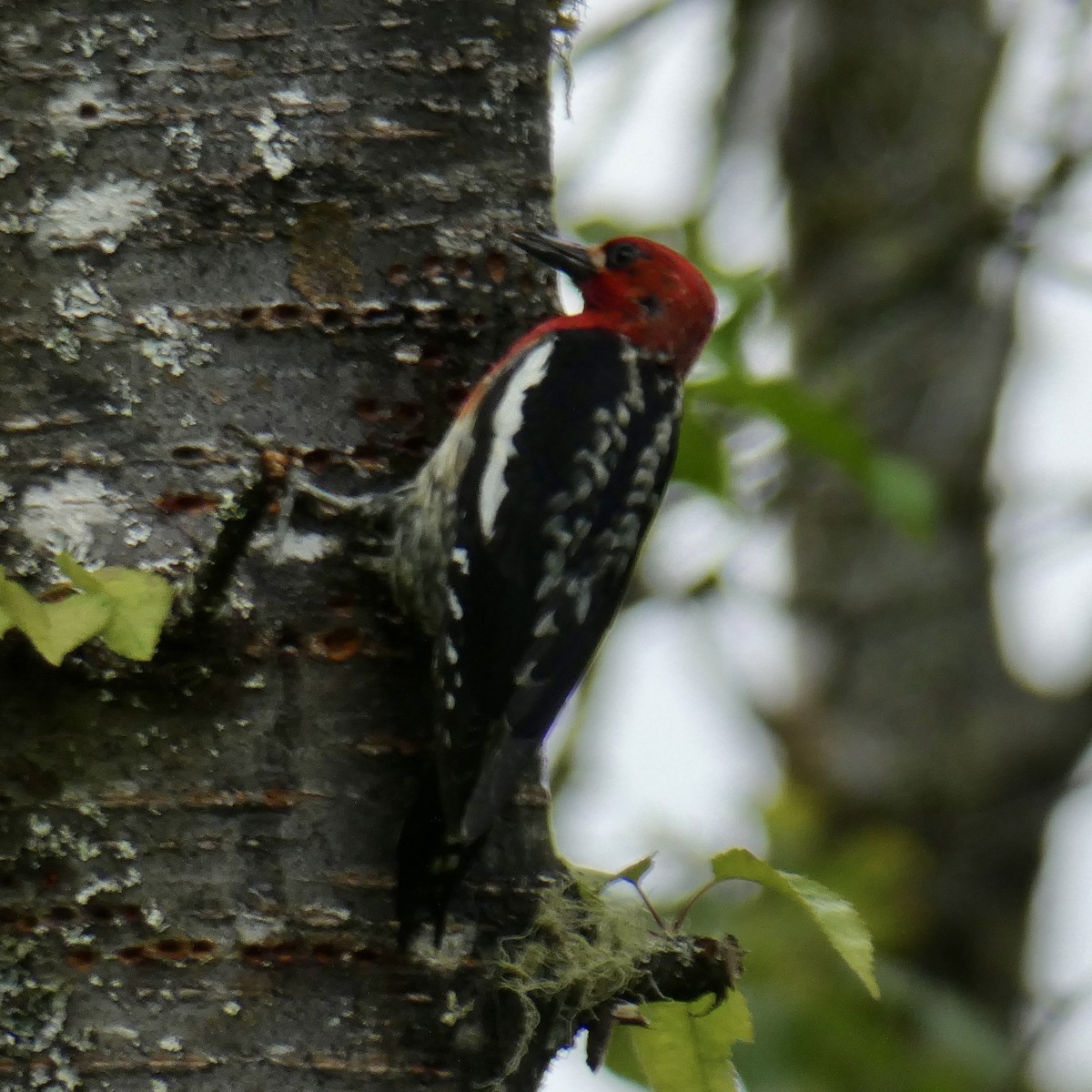 Red-breasted Sapsucker - Tahira Probst