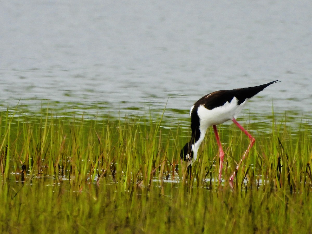 Black-necked Stilt - Brian Flanagan