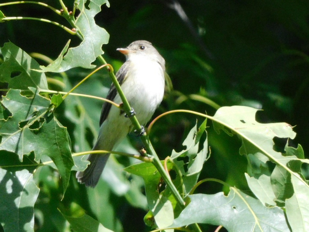 Willow Flycatcher - Meg Glines