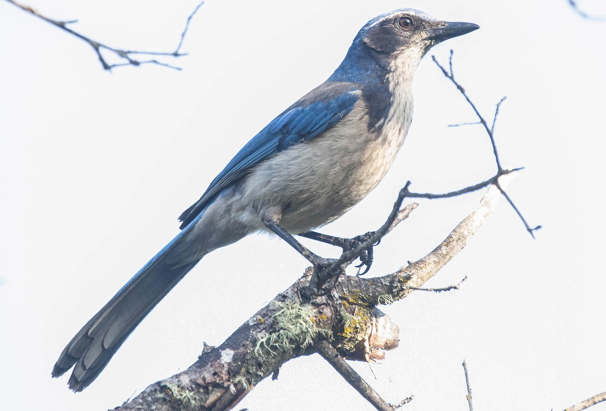 California Scrub-Jay - John Scharpen