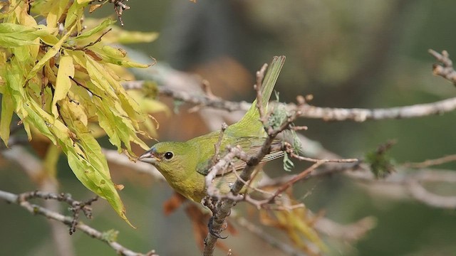 Passerin nonpareil - ML619536367