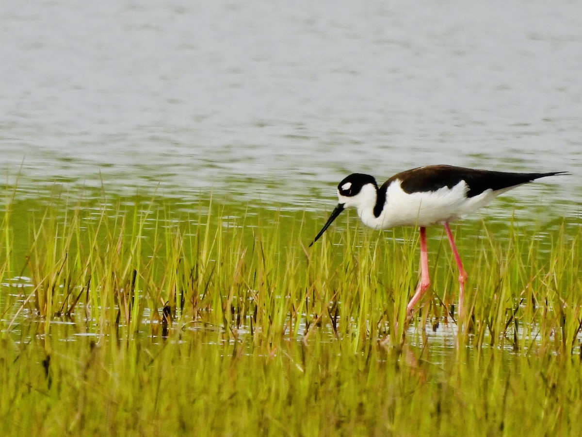 Black-necked Stilt - ML619536369