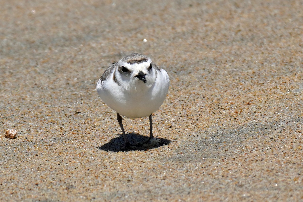 Snowy Plover - Susan Iannucci