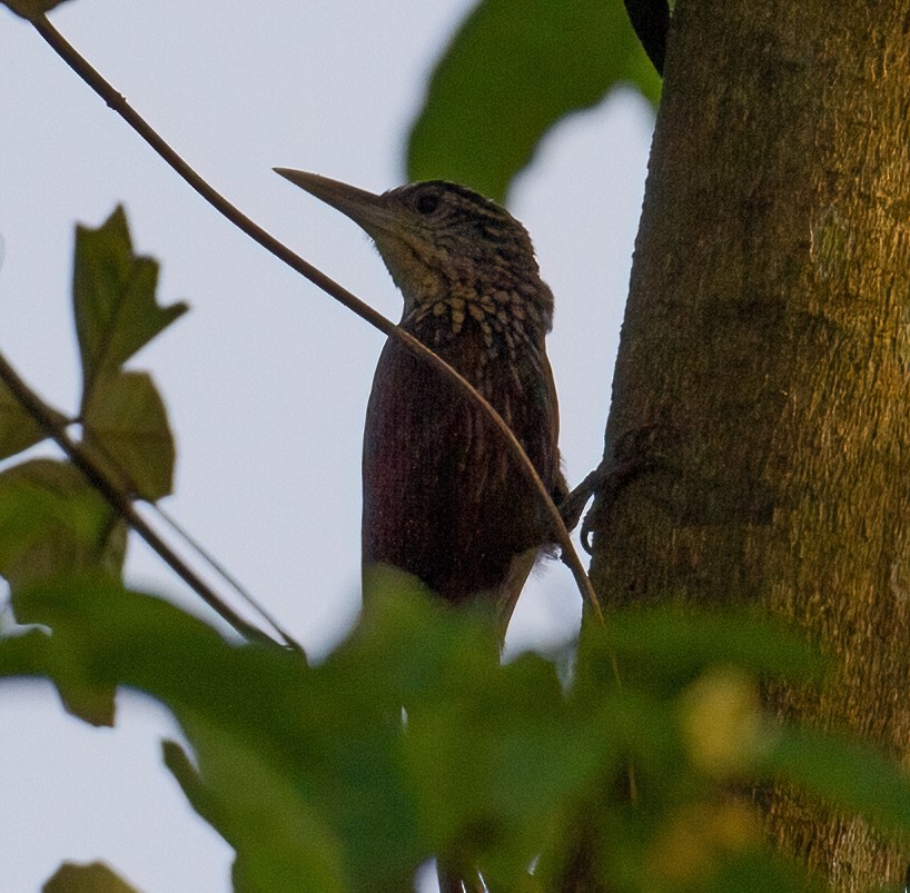 Straight-billed Woodcreeper - José Martín