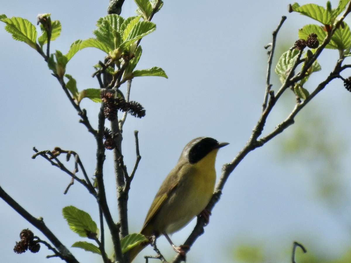 Common Yellowthroat - Richard Lepage