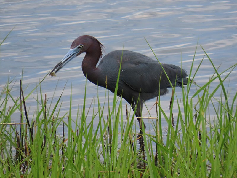 Little Blue Heron - Karen Lebing