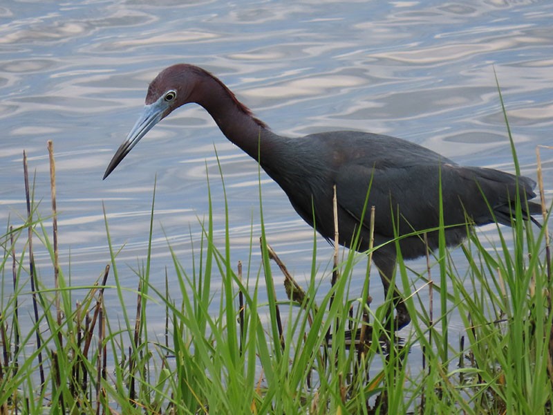 Little Blue Heron - Karen Lebing