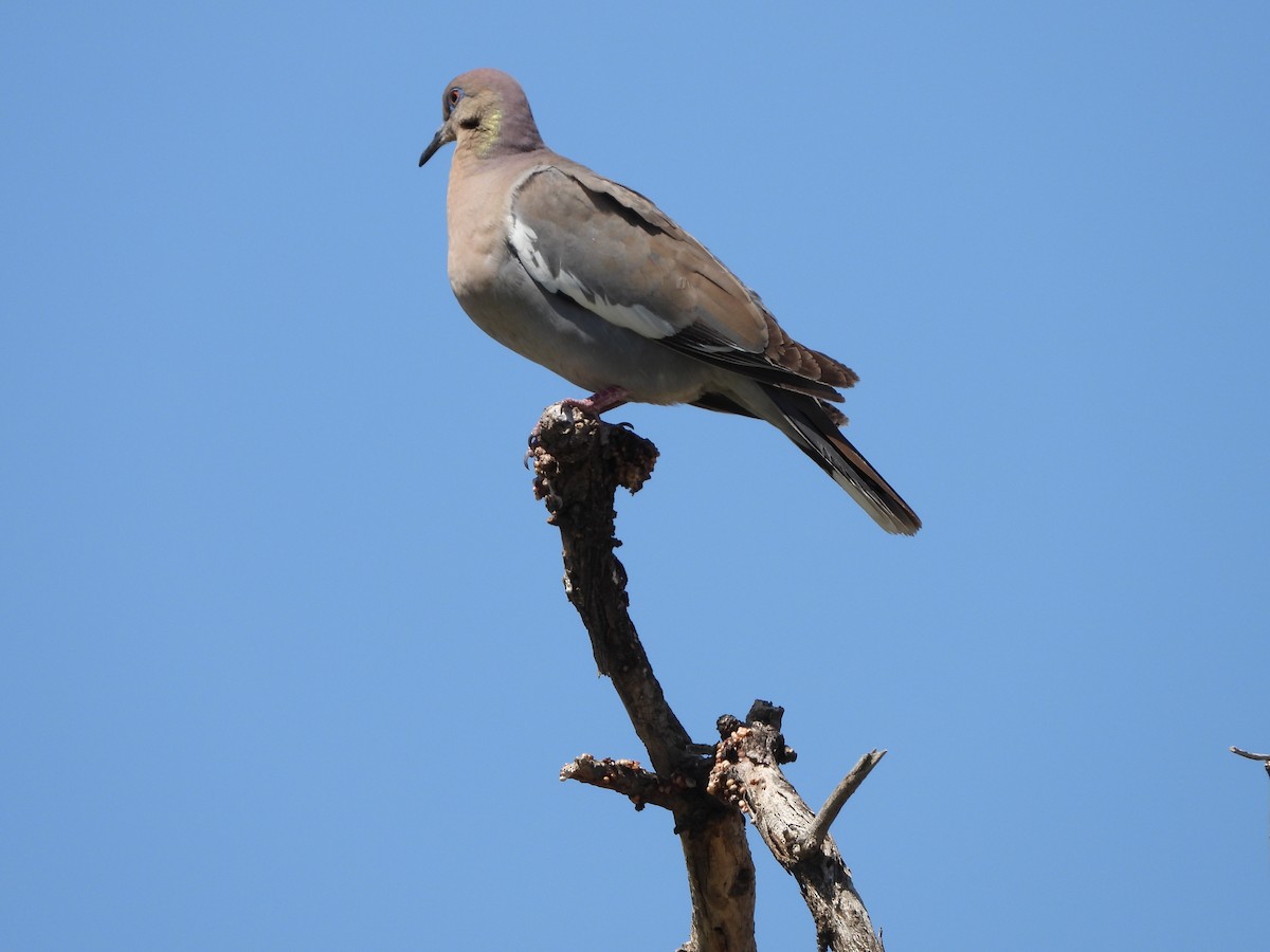 White-winged Dove - MIck Griffin