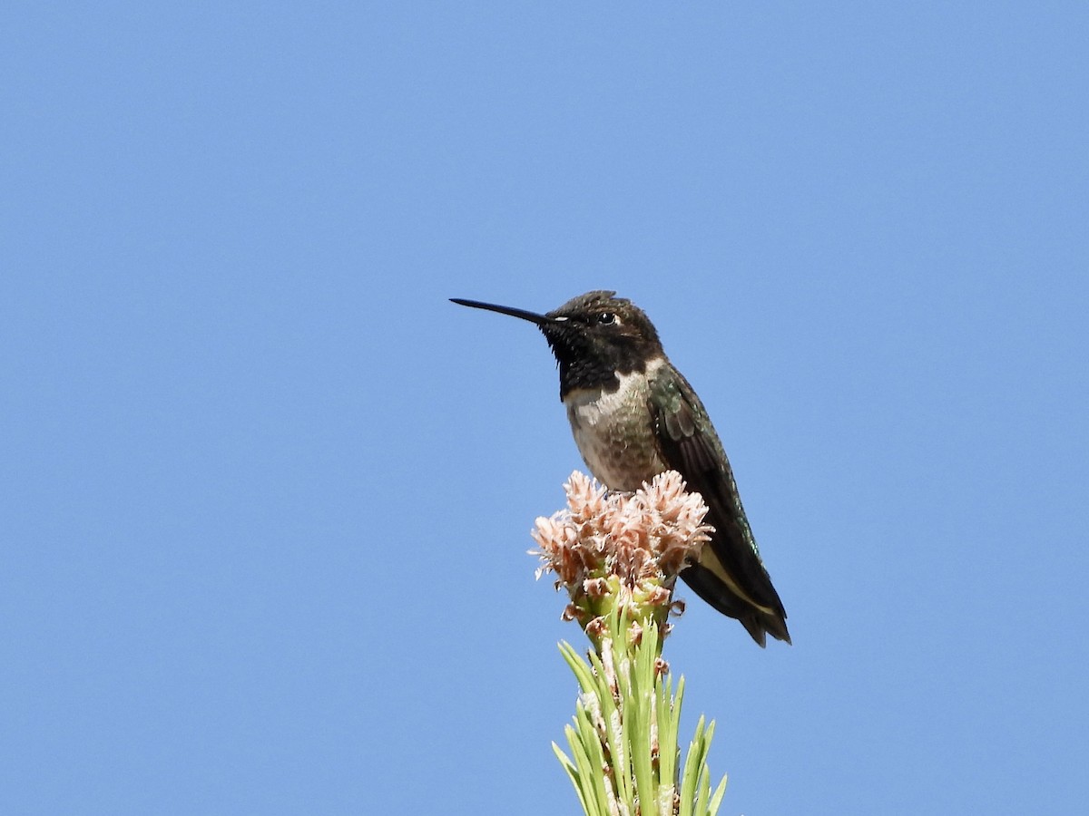 Black-chinned Hummingbird - MIck Griffin