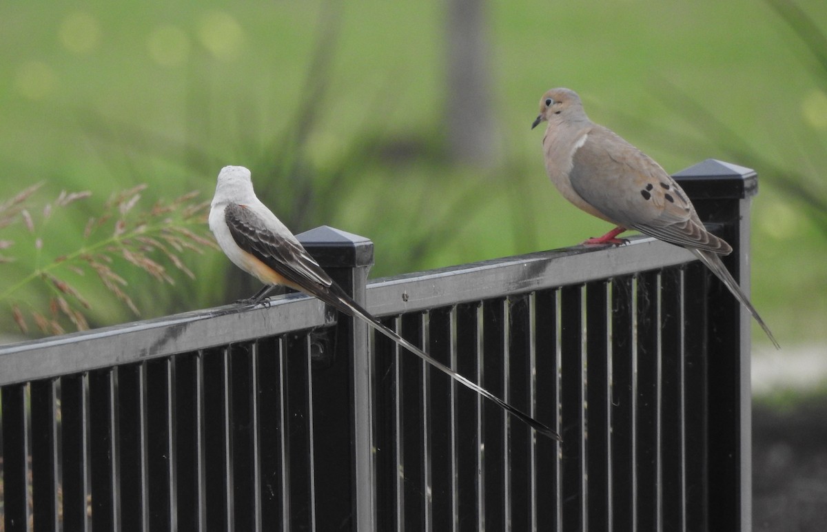 Scissor-tailed Flycatcher - Pamela Goolsby