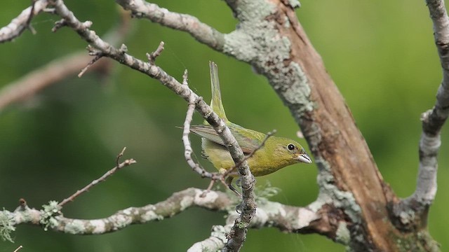 Painted Bunting - ML619536407