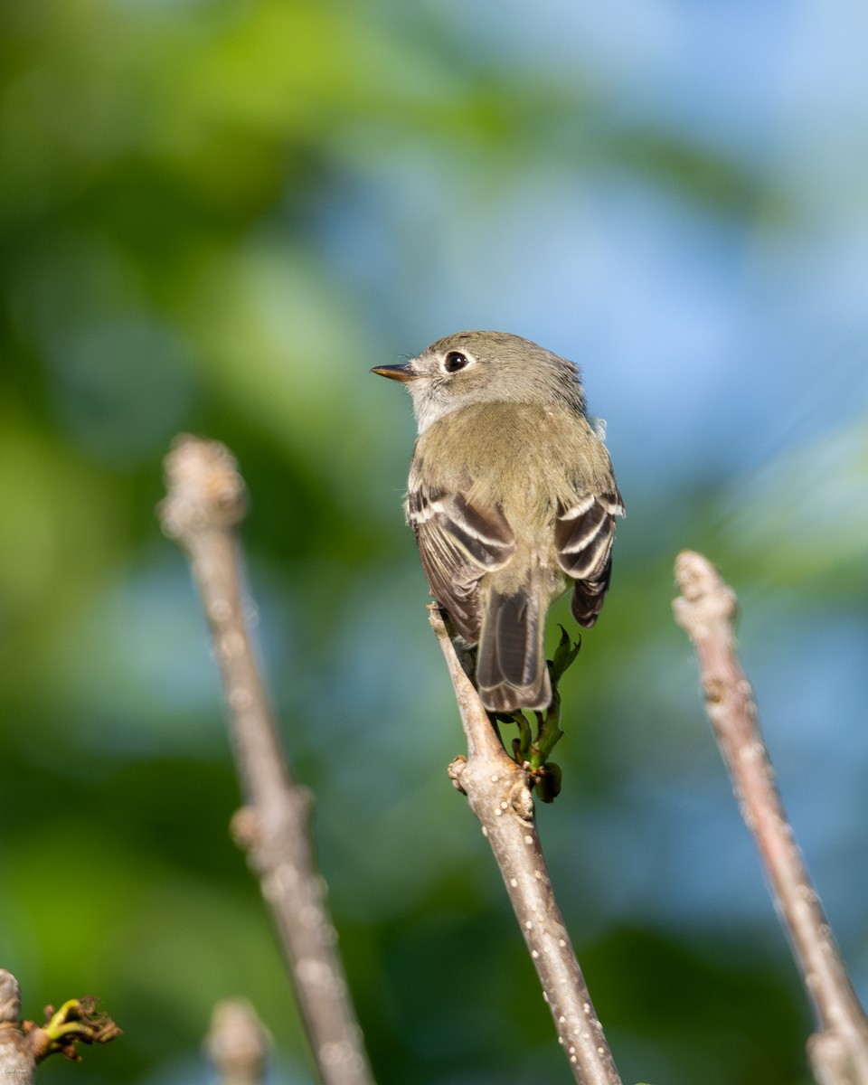 Least Flycatcher - David Howe & Rosanne Dawson