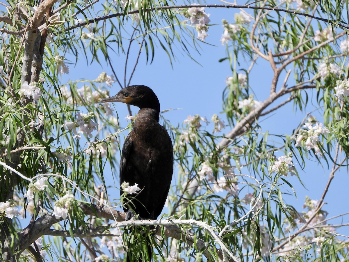 Neotropic Cormorant - MIck Griffin