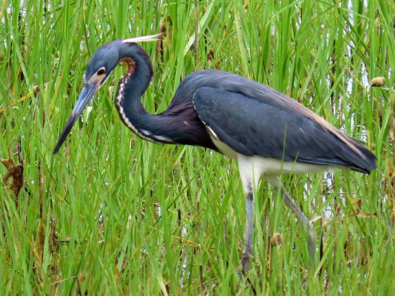 Tricolored Heron - Karen Lebing