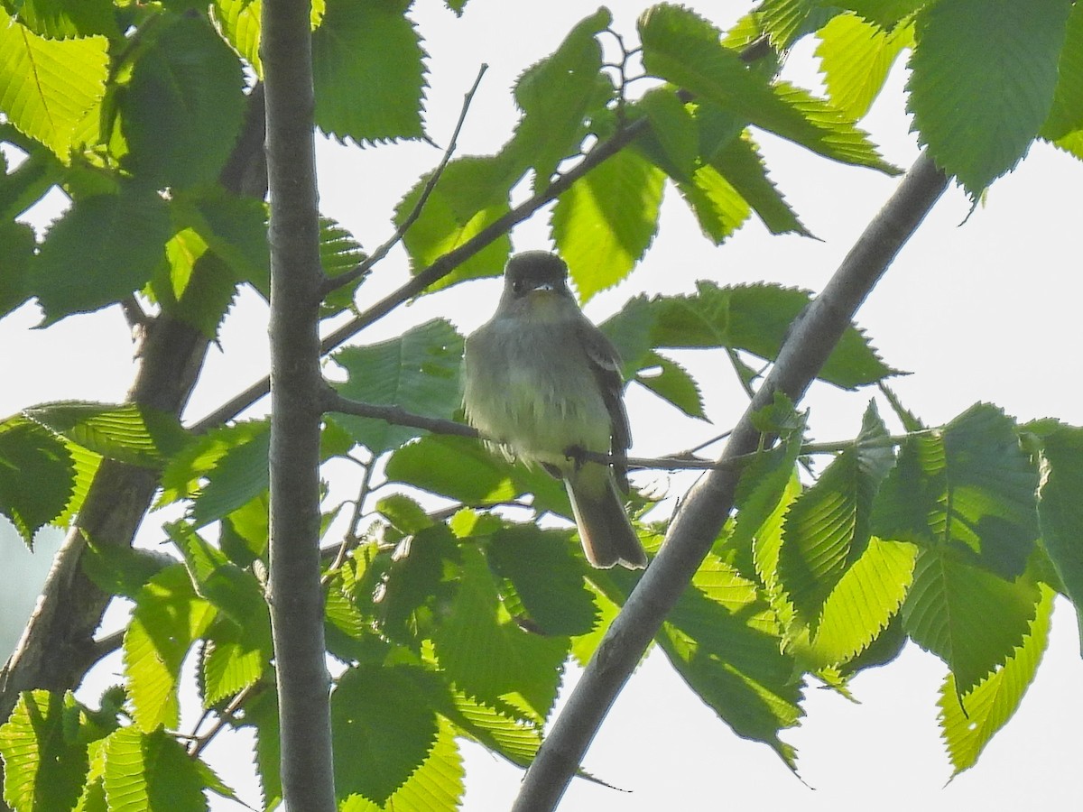 Willow Flycatcher - Chase Masters