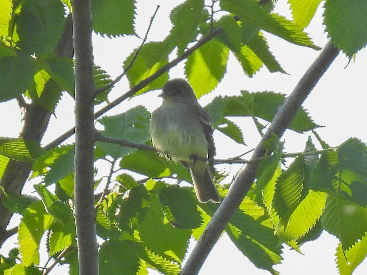 Willow Flycatcher - Chase Masters