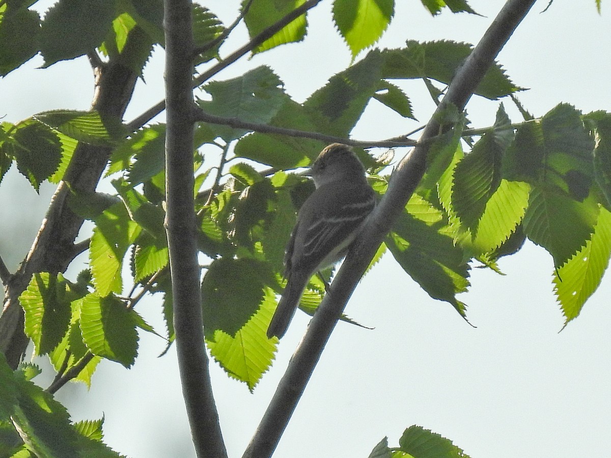 Willow Flycatcher - Chase Masters