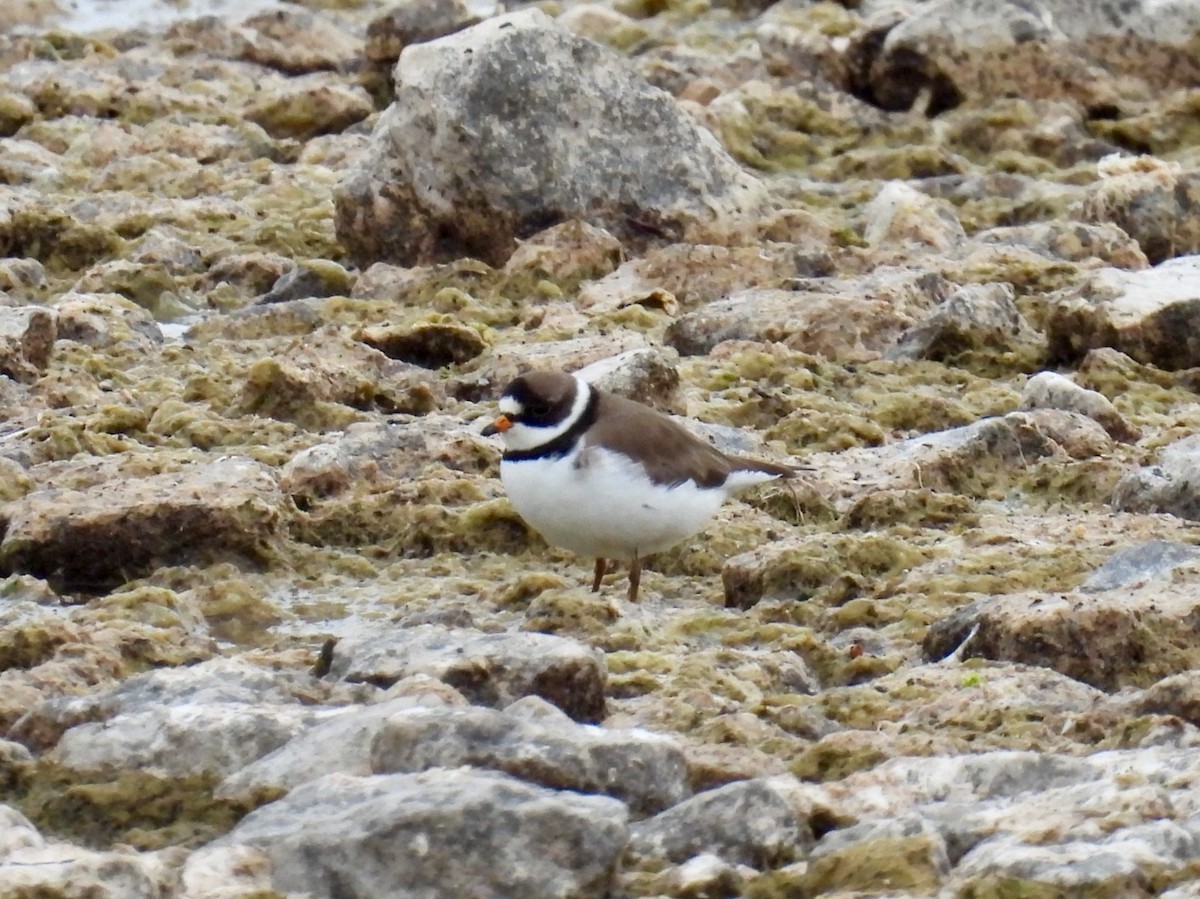 Semipalmated Plover - Donna Benson