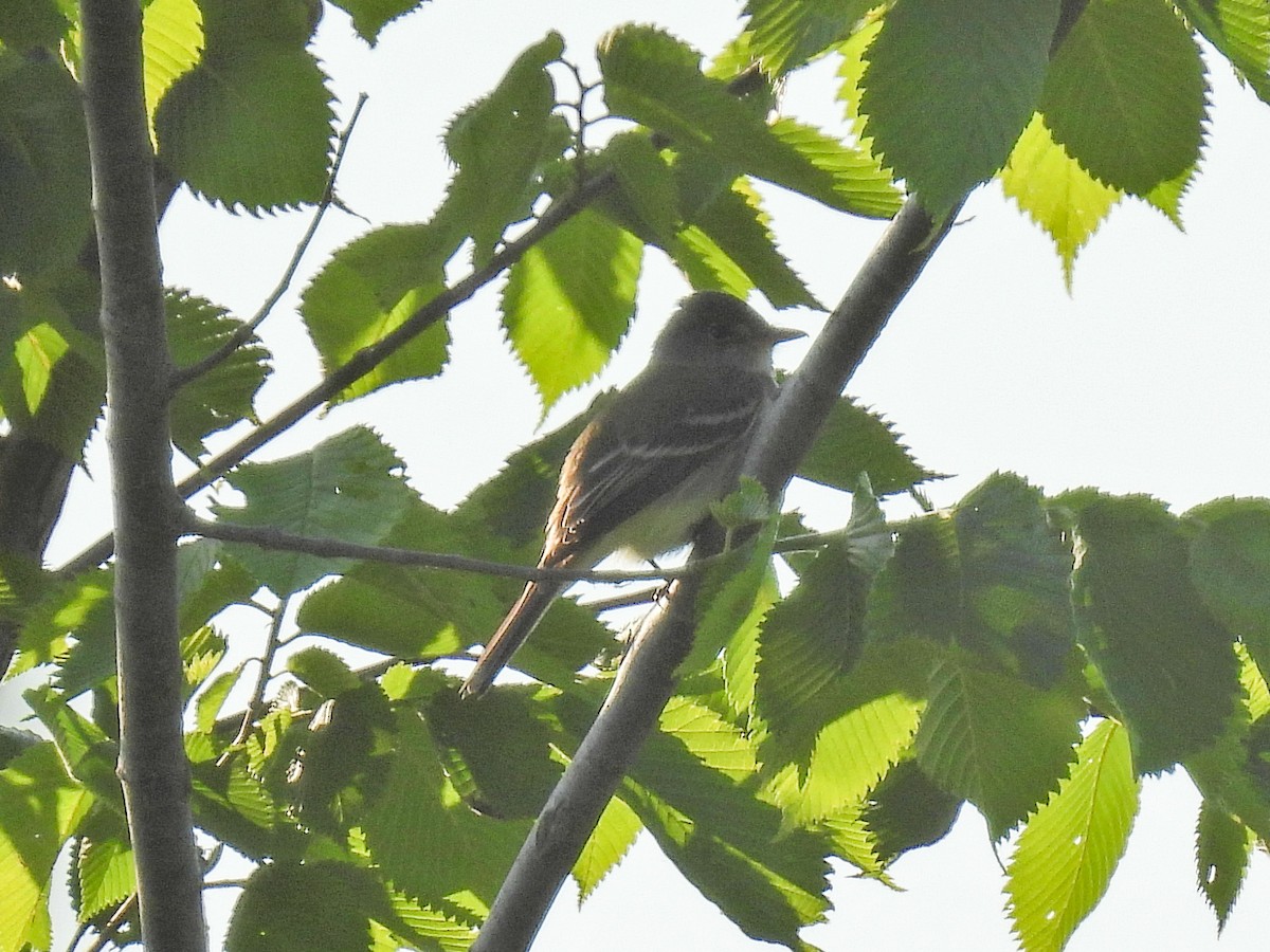 Willow Flycatcher - Chase Masters