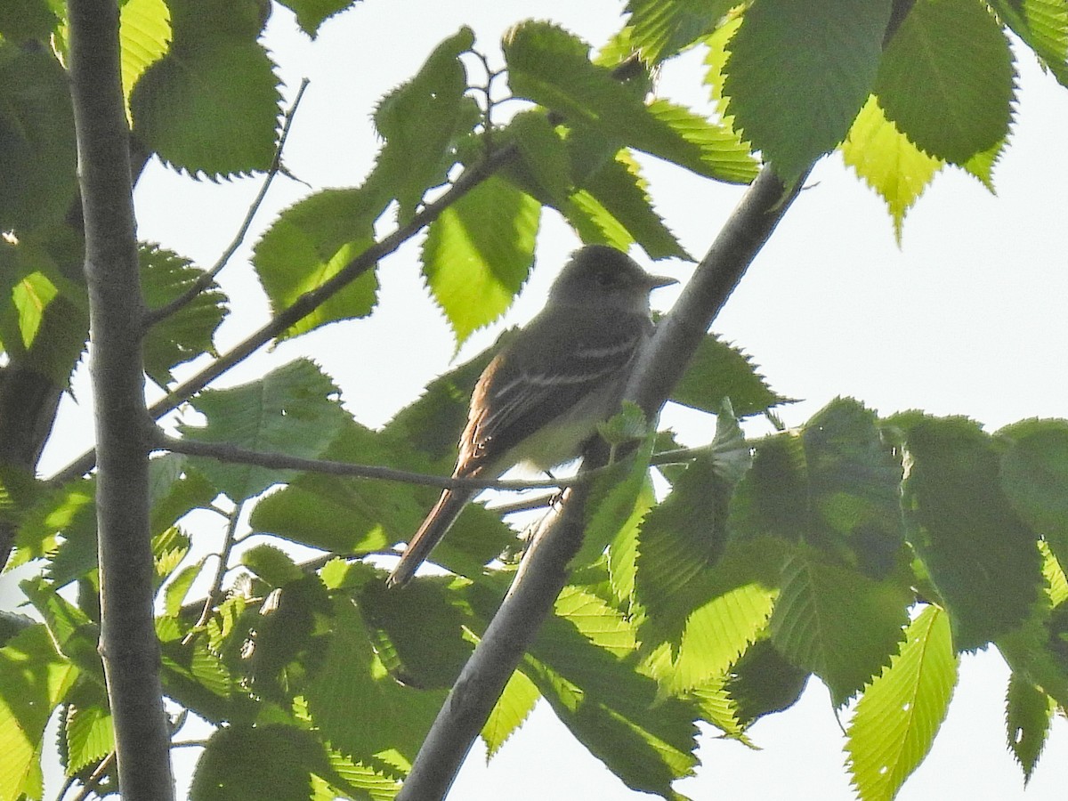 Willow Flycatcher - ML619536420