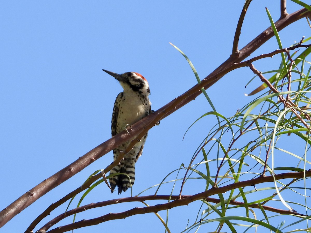 Ladder-backed Woodpecker - MIck Griffin