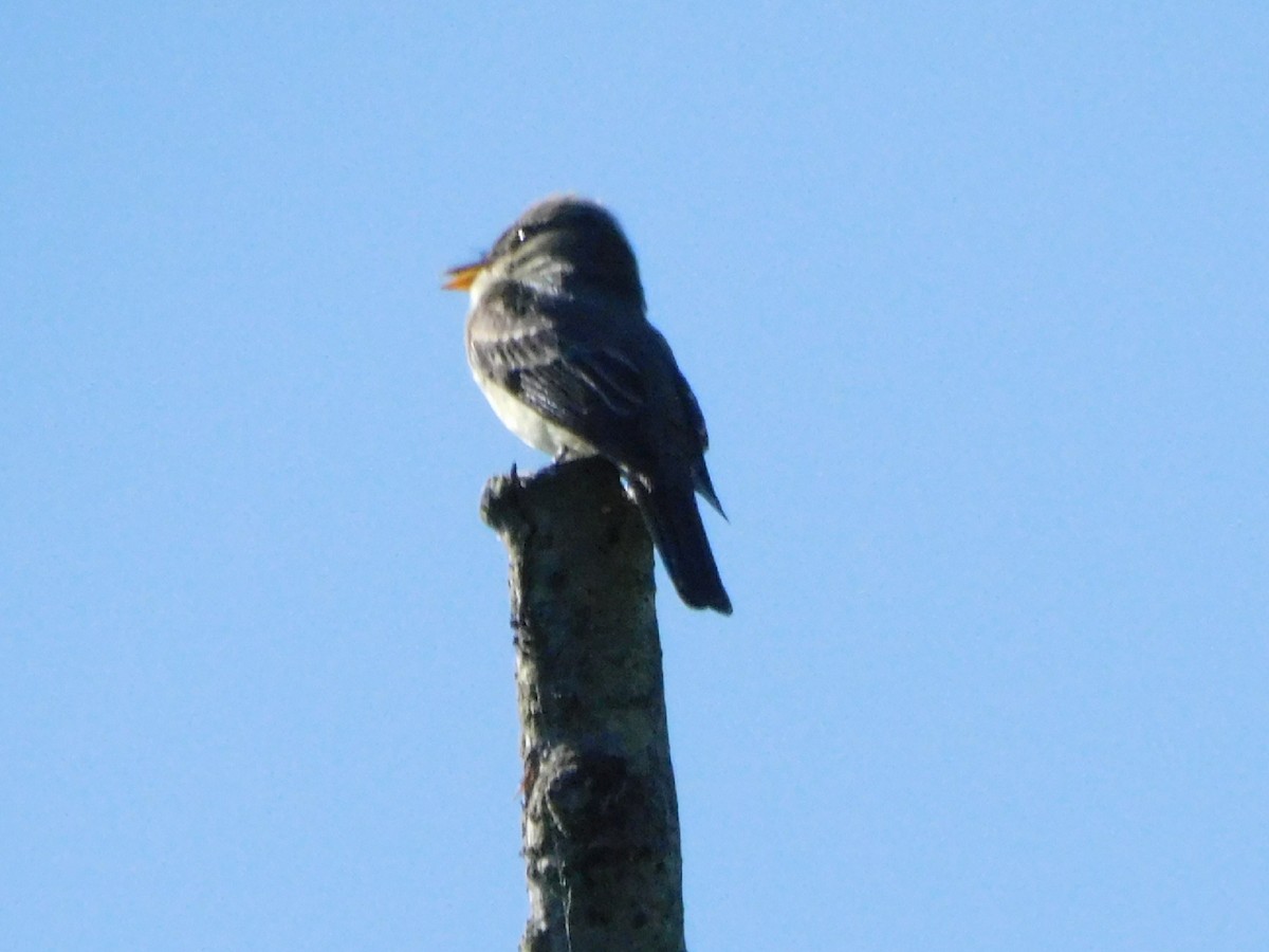 Eastern Wood-Pewee - ML619536423