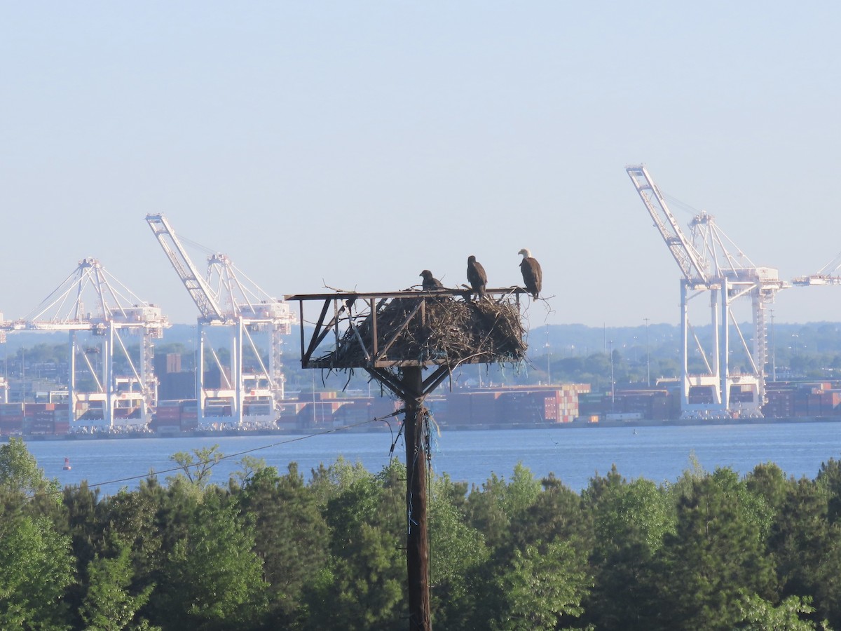 Bald Eagle - Port of Baltimore