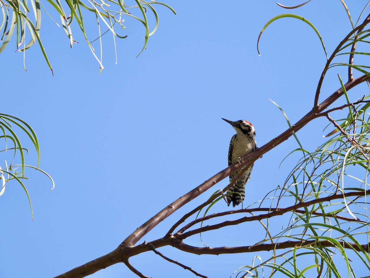 Ladder-backed Woodpecker - MIck Griffin