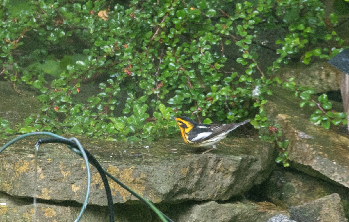 Blackburnian Warbler - Jill S. A