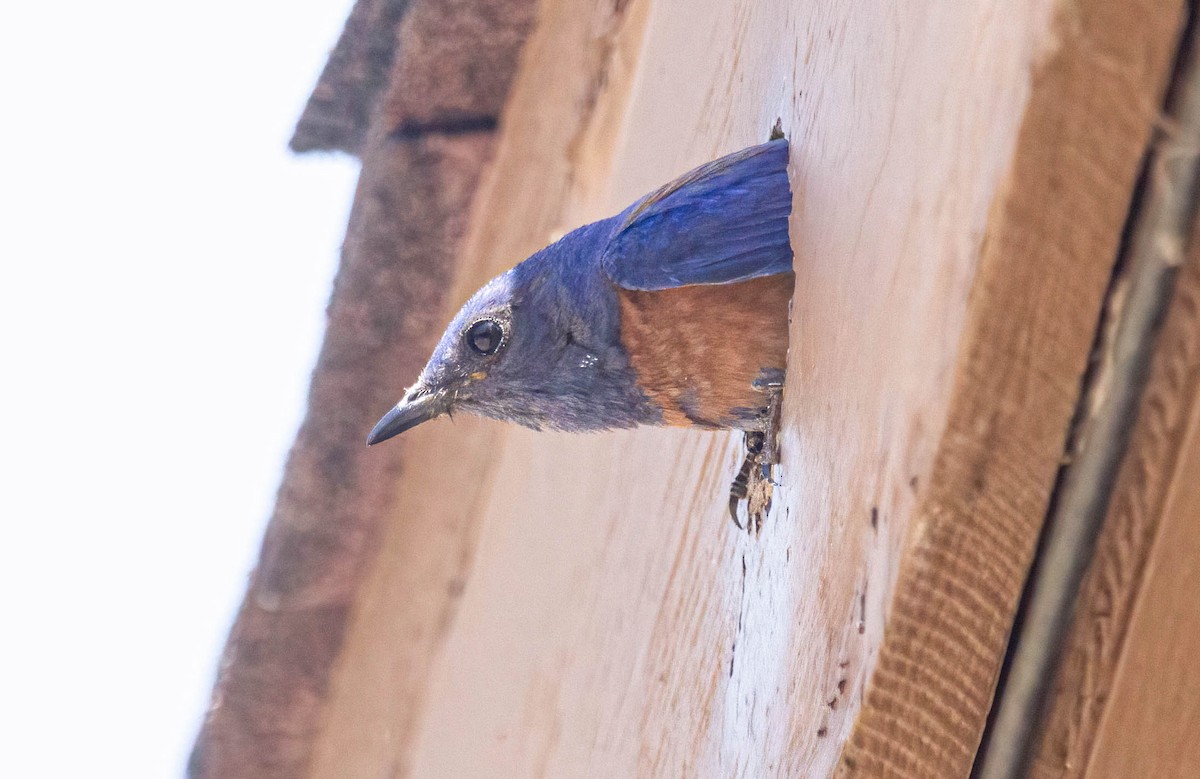 Western Bluebird - John Scharpen