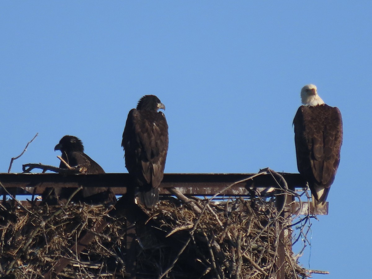 Bald Eagle - Port of Baltimore