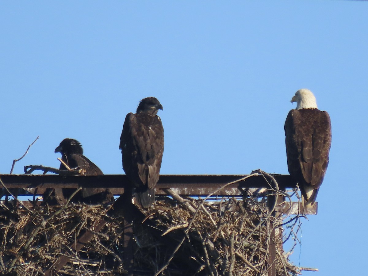 Bald Eagle - Port of Baltimore