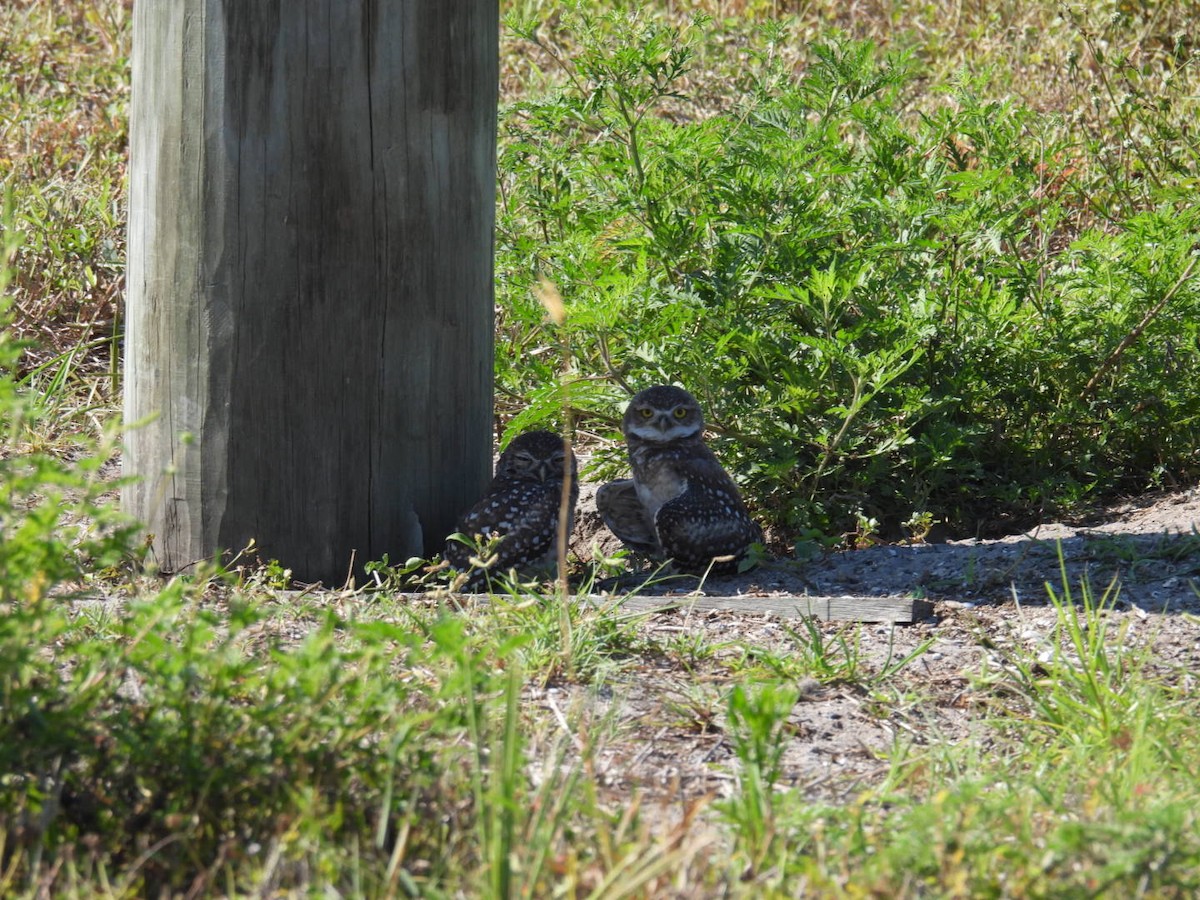 Burrowing Owl - Denise Rychlik