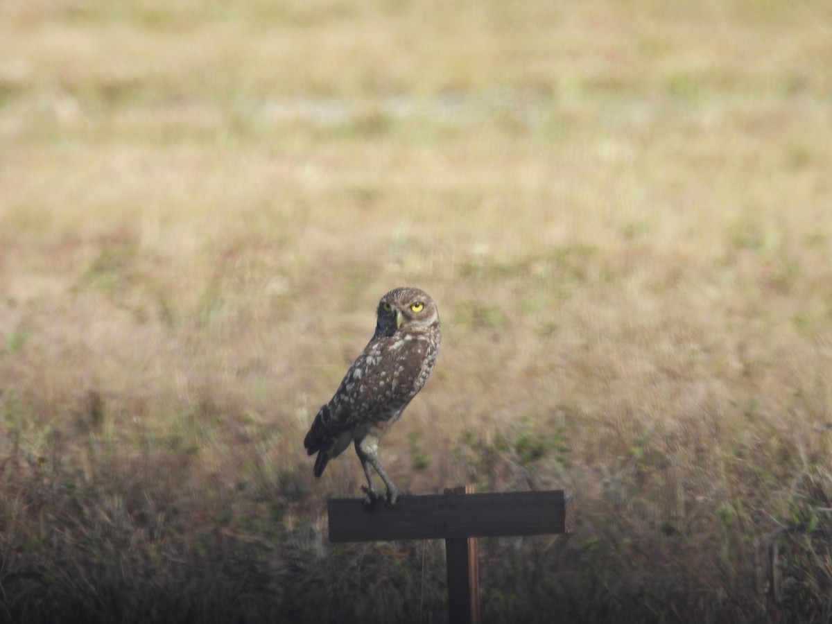 Burrowing Owl - Denise Rychlik