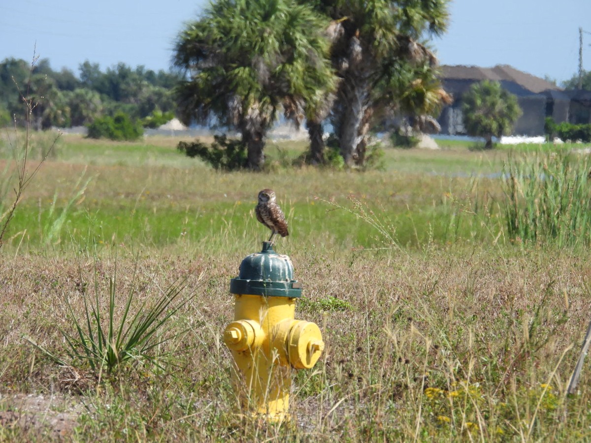 Burrowing Owl - Denise Rychlik