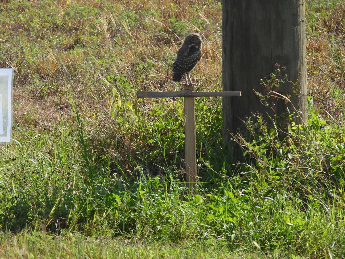 Burrowing Owl - Denise Rychlik