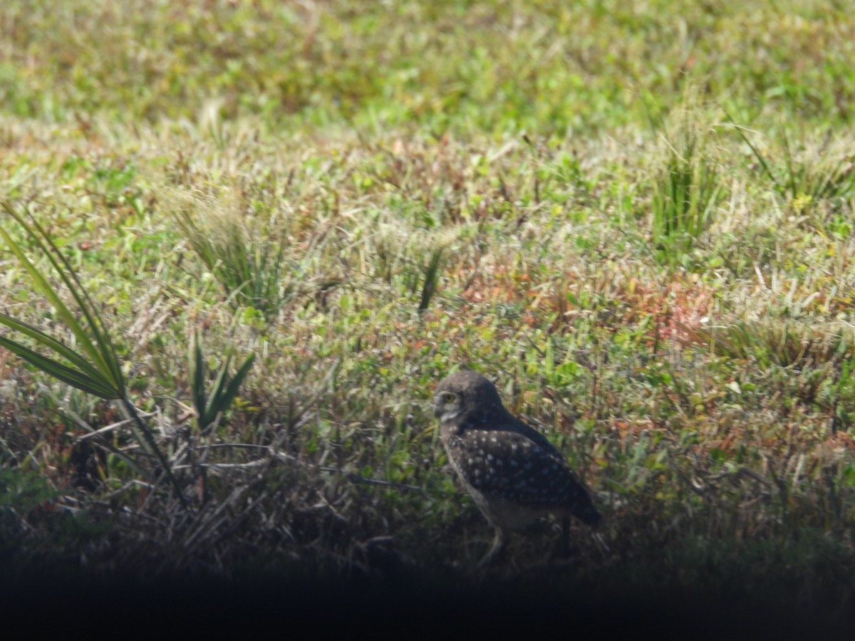 Burrowing Owl - Denise Rychlik