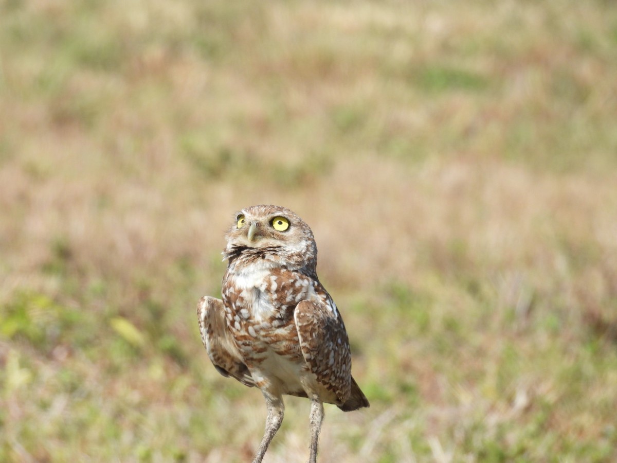 Burrowing Owl - Denise Rychlik