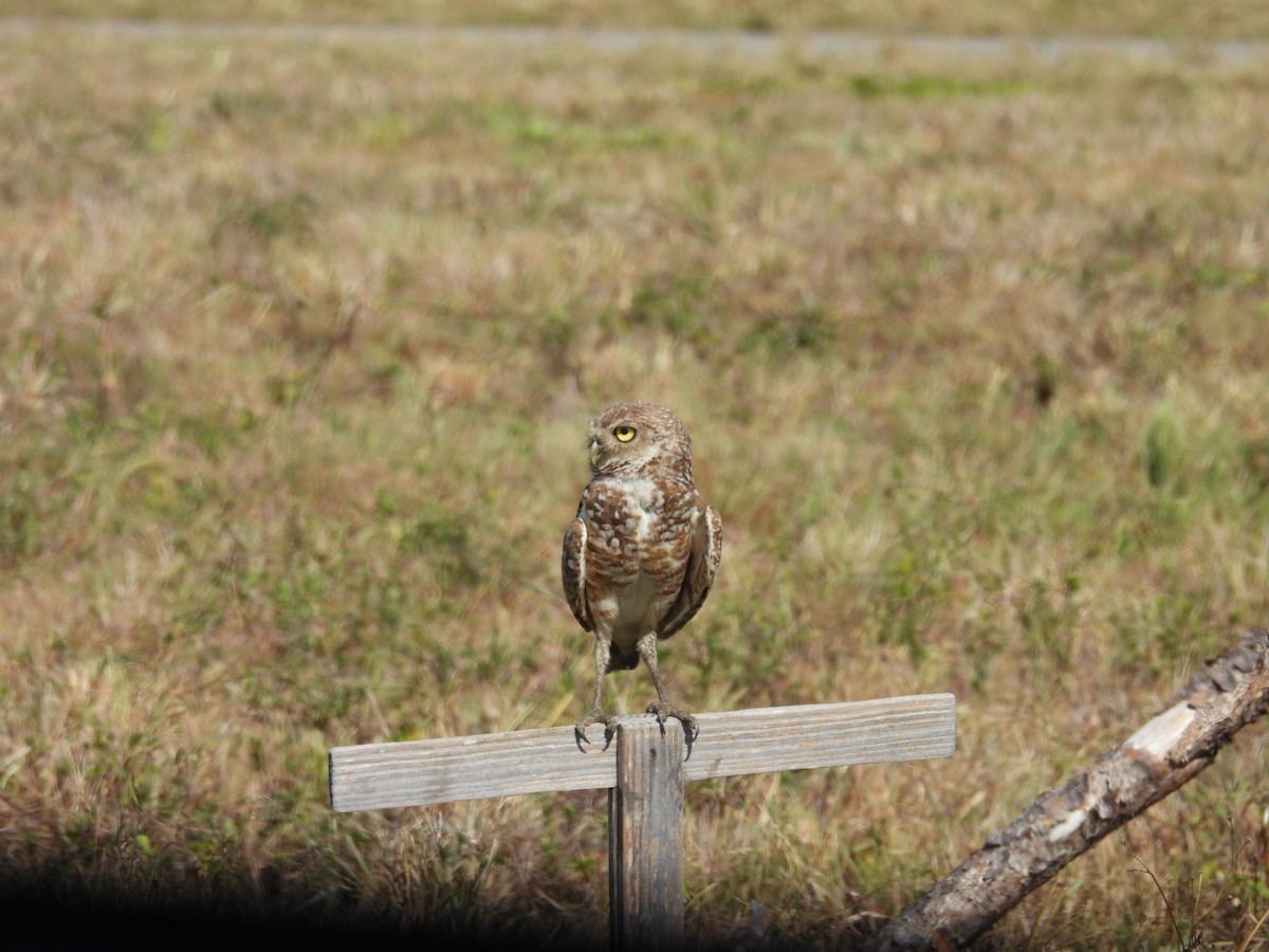 Burrowing Owl - Denise Rychlik