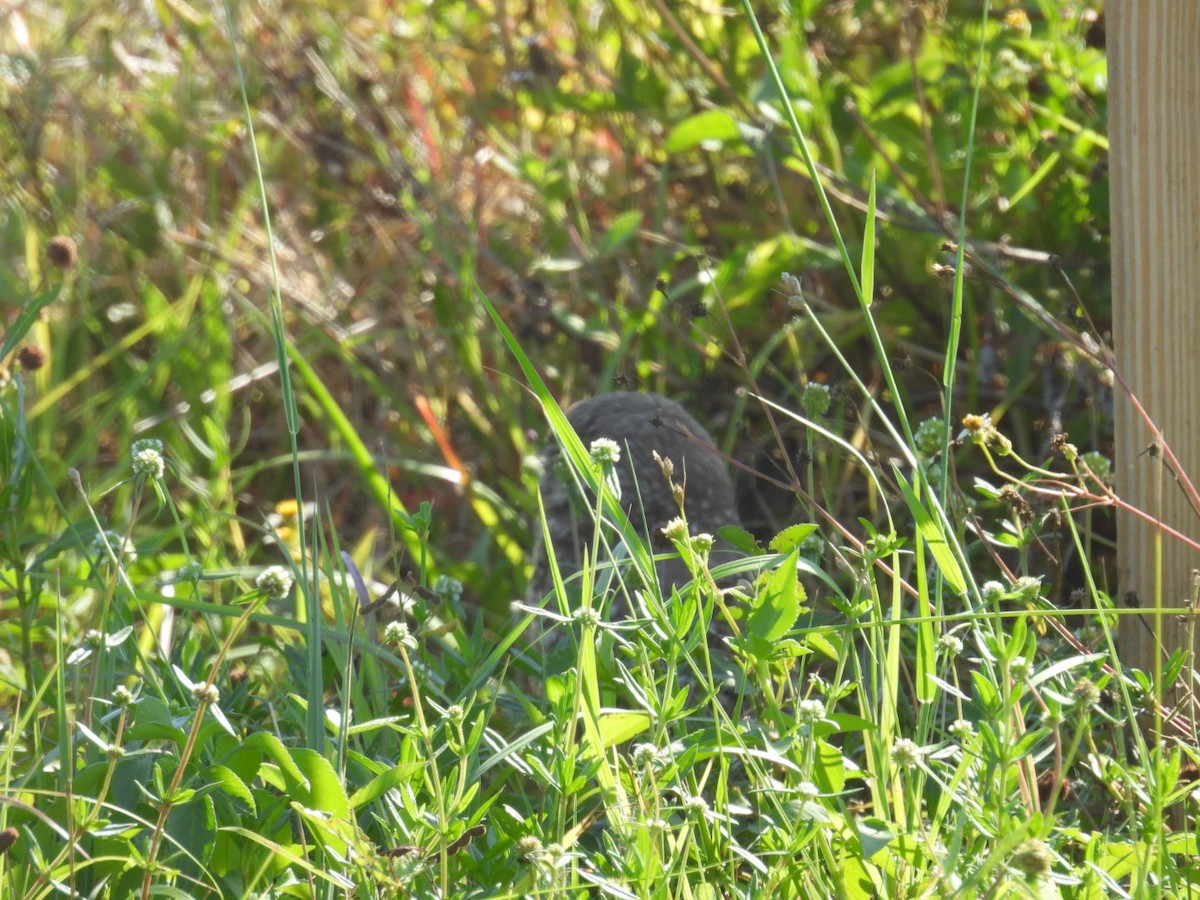 Burrowing Owl - Denise Rychlik