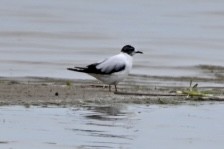 Little Gull - Sherry Kelter